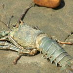 Alarma por muerte de especies marinas en Azuero