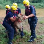 Bomberos rescataron a un bovino que se atascó en el río La Villa