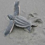 Denuncian caza ilegal de tortugas en Bocas del Toro