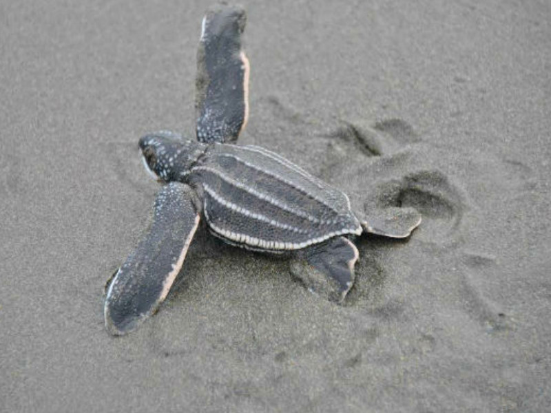 Denuncian caza ilegal de tortugas en Bocas del Toro