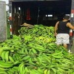 platanos