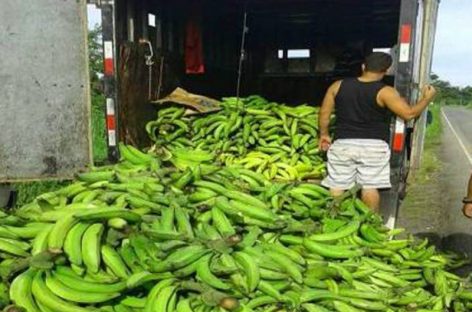 Decomisan 25 mil plátanos de contrabando en Bocas del Toro