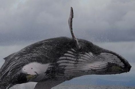 Este mes inicia temporada de avistamiento de ballenas