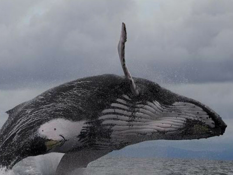 avistamiento de ballenas