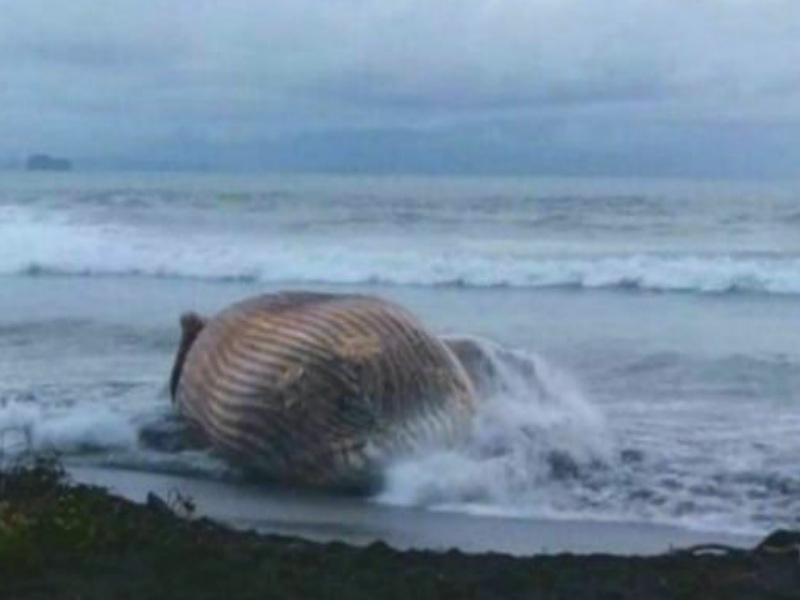 marejadas y oleaje en Panamá