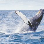 ballenas
