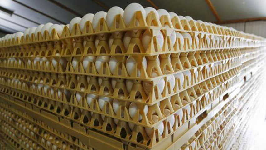 Francia reconoció la venta de huevos contaminados pero descarta peligro humano