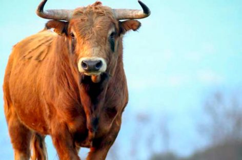 Aterrador: Un hombre fue embestido por un toro durante una corrida en Bugaba