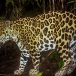 Día Nacional de los Felinos Silvestres