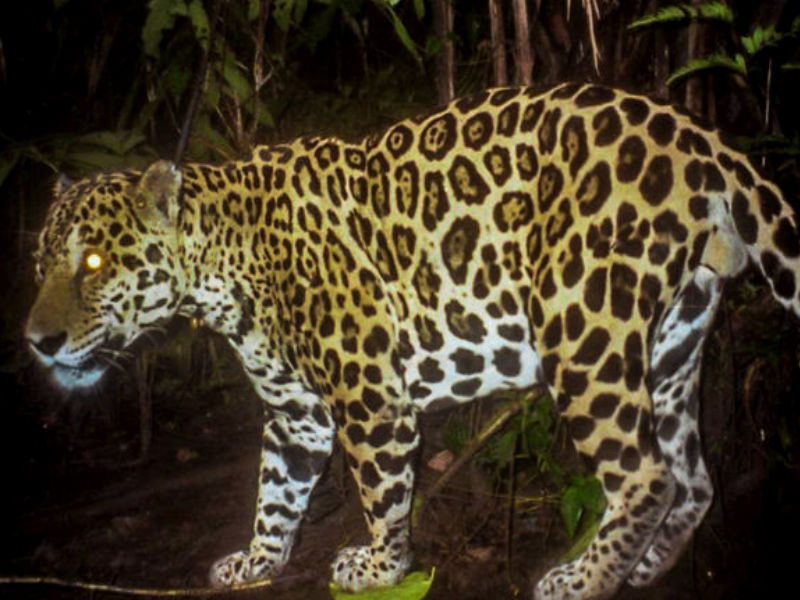 Día Nacional de los Felinos Silvestres