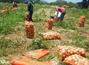 Aupsa dice que no tiene potestad para frenar importación de cebollas a Panamá