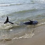 20 delfines murieron tras quedar varados en playa mexicana