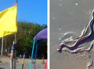 Levantan bandera amarilla en playa Monagre por presencia de serpientes marinas