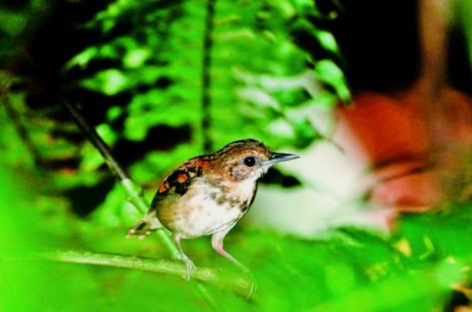 Panamá se unirá el próximo 5 de mayo al conteo mundial de aves «Global Big Day»