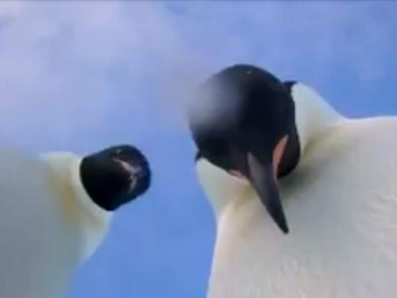 pingüinos del selfie