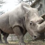 rinoceronte blanco macho