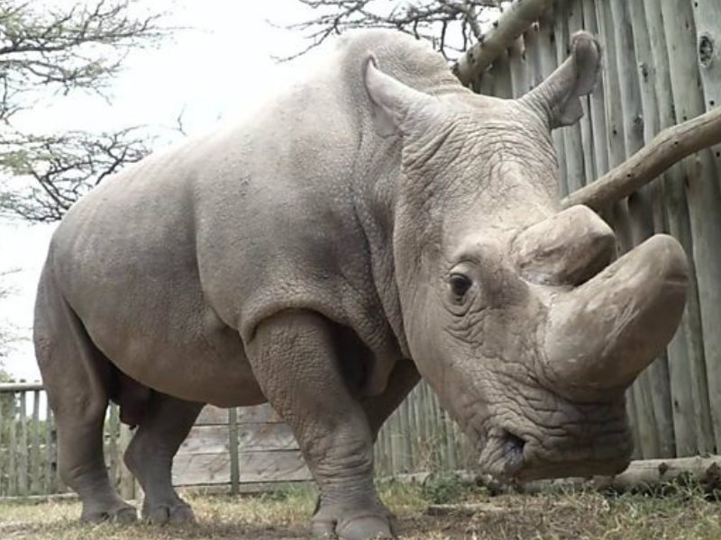 rinoceronte blanco macho