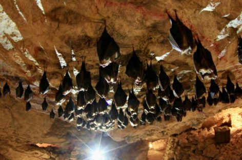 Alerta científica: Descubre en China nuevo coronavirus que proviene de murciélagos