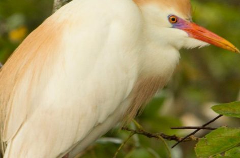 Panamá ocupó el sexto lugar de países con más avistamiento de aves