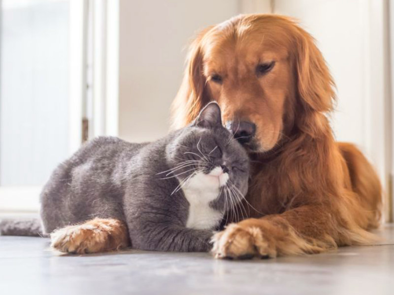 maltrato animal en Panamá