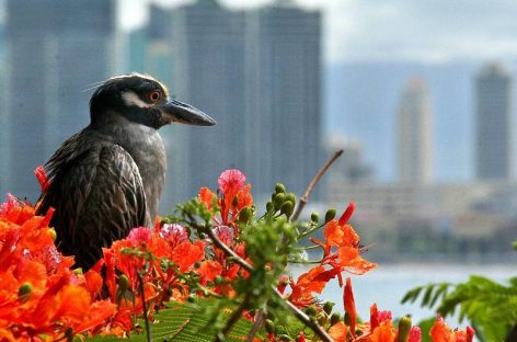 Panamá lista para sumarse este sábado al conteo de aves del Global Big Day