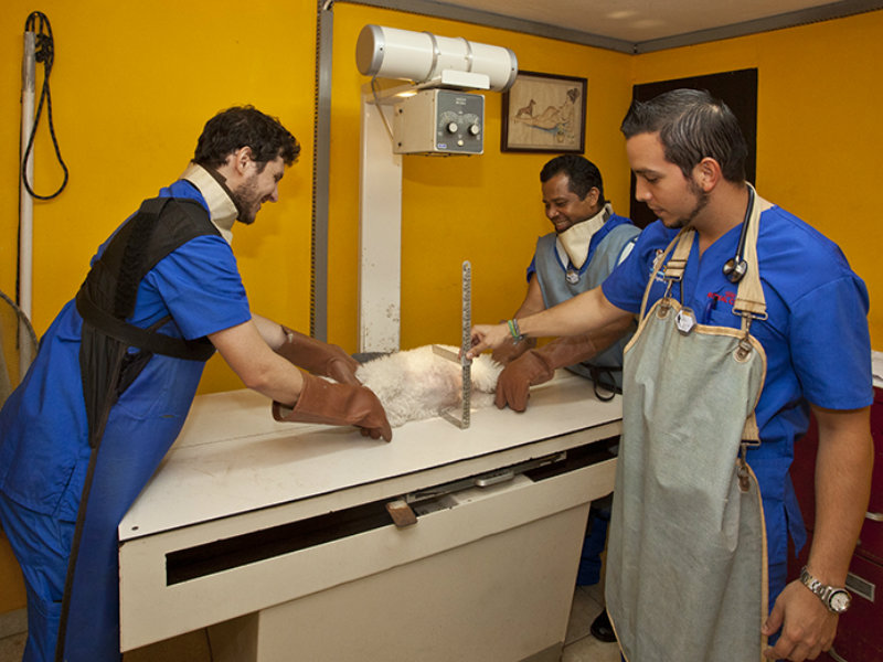 veterinarios de Panamá