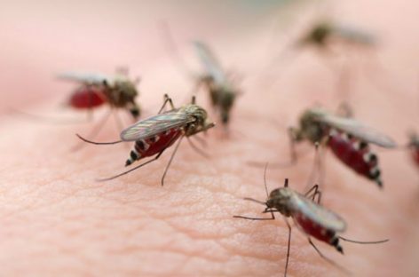 Panamá pronto erradicará la malaria