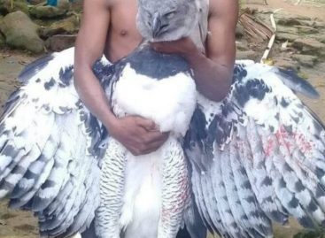 MiAmbiente inicia investigación por foto de indígena con águila harpía