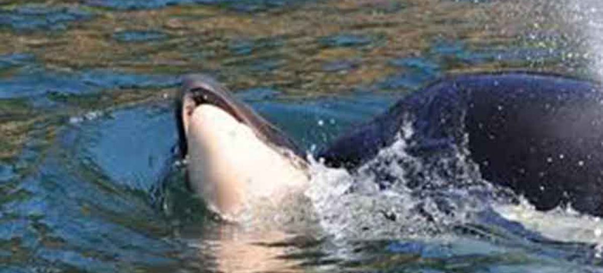 Finalizó duelo de la orca madre que cargó cría muerta durante 17 días