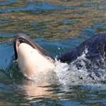 Finalizó duelo de la orca madre que cargó cría muerta durante 17 días