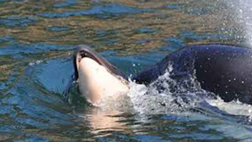 Finalizó duelo de la orca madre que cargó cría muerta durante 17 días