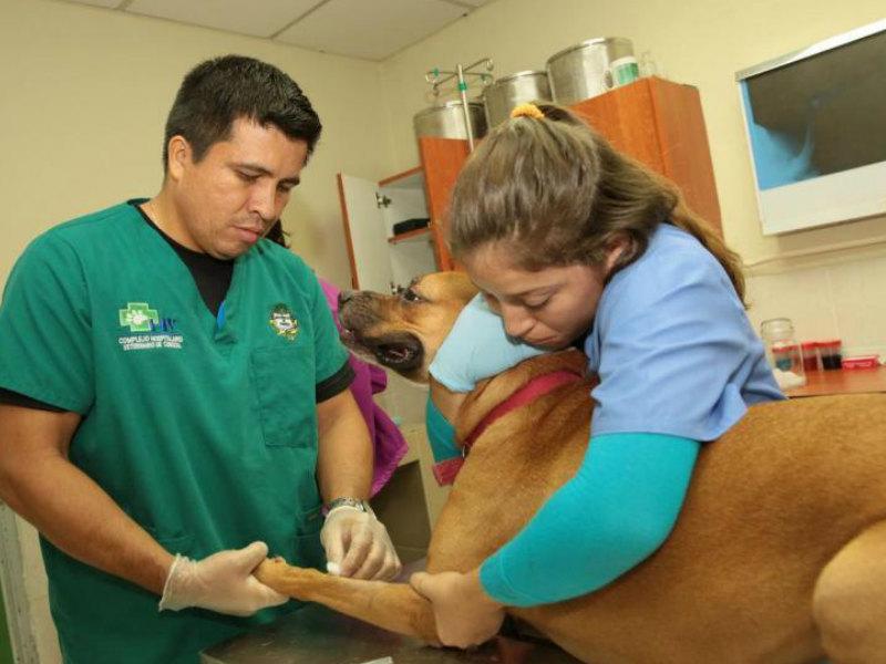 veterinarios