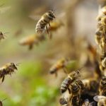 abejas africanizadas