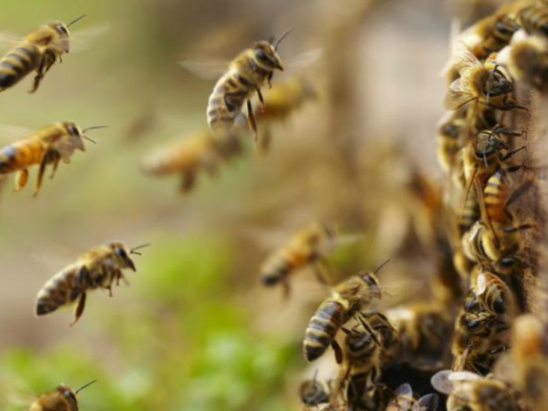 abejas africanizadas