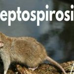 leptospirosis en Colón
