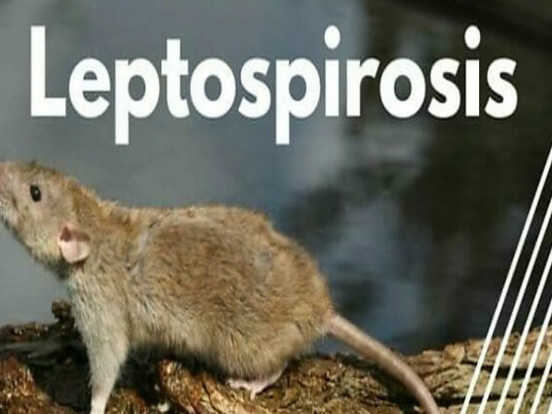 leptospirosis en Colón