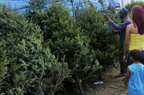 La razón por la que están escaseando los árboles de navidad en Milla 8