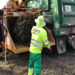 recolección de arbolitos