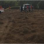 abejas africanizadas