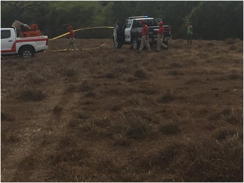 abejas africanizadas