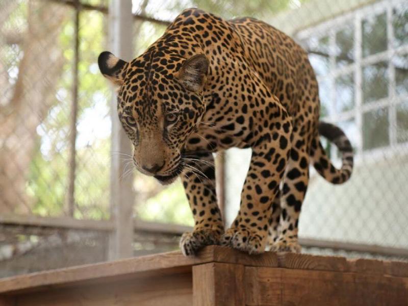 jaguar