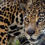 conservación del jaguar