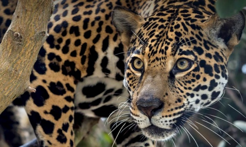 conservación del jaguar