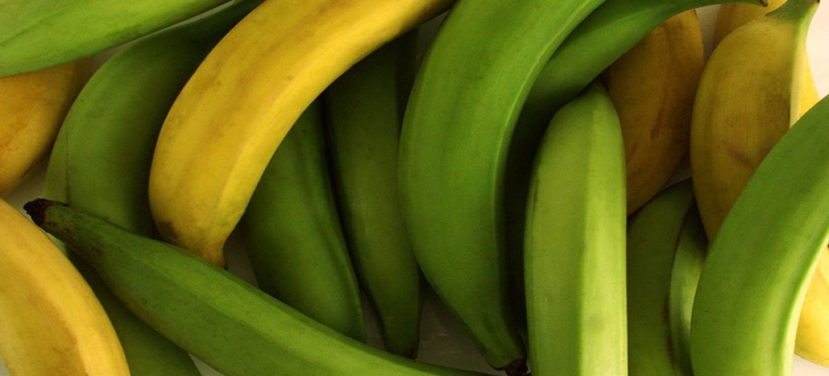 Investigarán contrabando de plátanos en Bocas del Toro