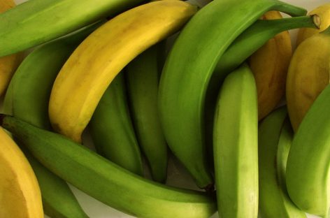 Decomisan 400 cajas de banano que se presume provienen de Costa Rica