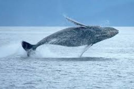 Inicia con antelación temporada de avistamiento de ballenas en el Pacífico panameño