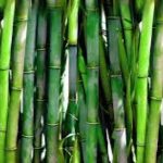 Día Mundial del Bambú