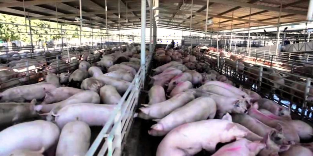 Peste Porcina Africana