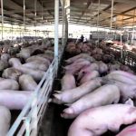 Peste Porcina Africana