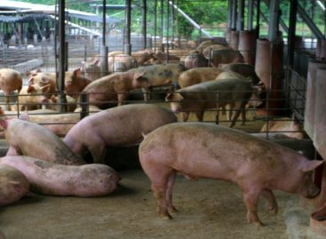 La razón por la que se declararon en emergencia los porcinocultores de Chiriquí